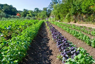 What is organic?